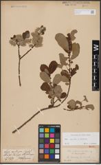Foto von Salix aurita L. x Salix caprea L.